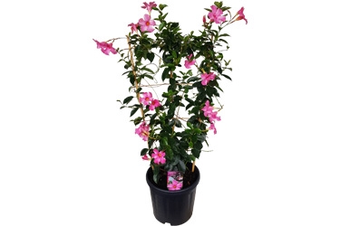 Mandevilla Forever Red Aloha Variety Thumbnail Pink.jpg